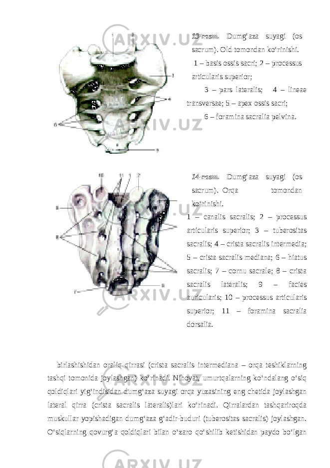 13-rasm. Dumg‘aza suyagi (os sacrum). Old tomondan ko‘rinishi. 1 – basis ossis sacri; 2 – processus articularis superior; 3 – pars lateralis; 4 – lineae transversae; 5 – apex ossis sacri; 6 – foramina sacralia pelvina. 14-rasm. Dumg‘aza suyagi (os sacrum). Orqa tomondan ko‘rinishi. 1 – canalis sacralis; 2 – processus articularis superior; 3 – tuberositas sacralis; 4 – crista sacralis intermedia; 5 – crista sacralis mediana; 6 – hiatus sacralis; 7 – cornu sacrale; 8 – crista sacralis lateralis; 9 – facies auricularis; 10 – processus articularis superior; 11 – foramina sacralia dorsalia. birlashishidan oraliq qirrasi (crista sacralis intermediana – orqa teshiklarning tashqi tomonida joylashgan) ko‘rinadi. Nihoyat, umurtqalarning ko‘ndalang o‘siq qoldiqlari yig‘indisidan dumg‘aza suyagi orqa yuzasining eng chetida joylashgan lateral qirra (crista sacralis lateralis)lari ko‘rinadi. Qirralardan tashqariroqda muskullar yopishadigan dumg‘aza g‘adir-buduri (tuberositas sacralis) joylashgan. O‘siqlarning qovurg‘a qoldiqlari bilan o‘zaro qo‘shilib ketishidan paydo bo‘lgan 