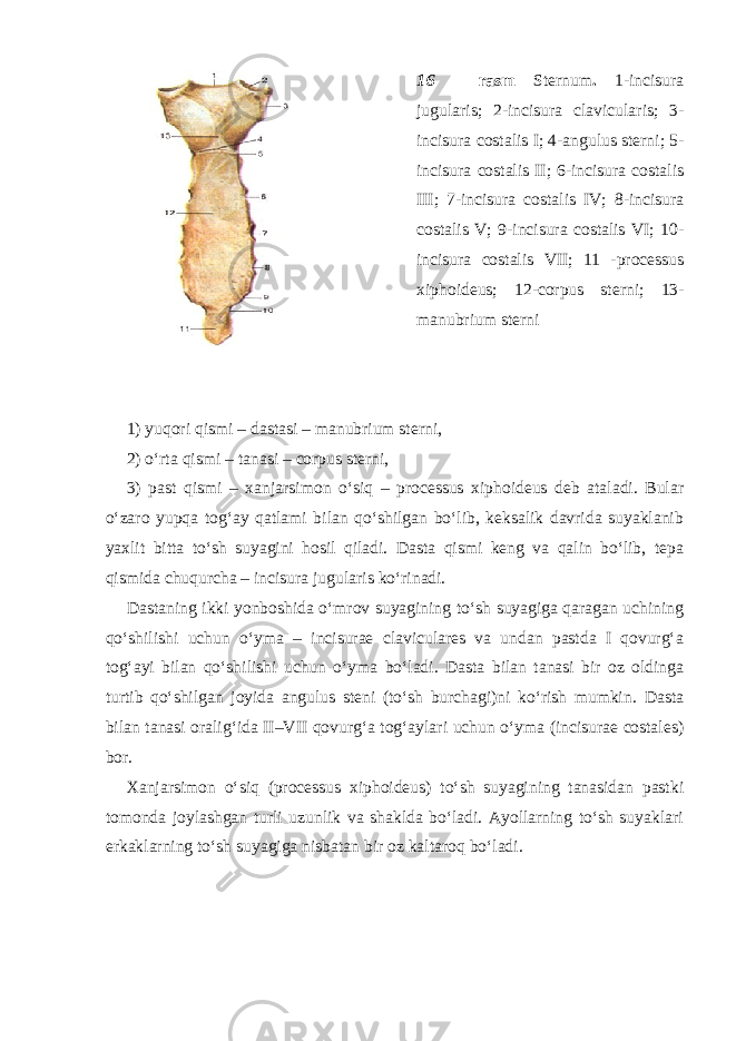 16 – rasm Sternum . 1-incisura jugularis; 2-incisura clavicularis; 3- incisura costalis I; 4-angulus sterni; 5- incisura costalis II; 6-incisura costalis III; 7-incisura costalis IV; 8-incisura costalis V; 9-incisura costalis VI; 10- incisura costalis VII; 11 -processus xiphoideus; 12- со rpus sterni; 13- manubrium sterni 1) yuqori qismi – dastasi – manubrium sterni, 2) o‘rta qismi – tanasi – corpus sterni, 3) past qismi – xanjarsimon o‘siq – processus xiphoideus deb ataladi. Bular o‘zaro yupqa tog‘ay qatlami bilan qo‘shilgan bo‘lib, keksalik davrida suyaklanib yaxlit bitta to‘sh suyagini hosil qiladi. Dasta qismi keng va qalin bo‘lib, tepa qismida chuqurcha – incisura jugularis ko‘rinadi. Dastaning ikki yonboshida o‘mrov suyagining to‘sh suyagiga qaragan uchining qo‘shilishi uchun o‘yma – incisurae claviculares va undan pastda I qovurg‘a tog‘ayi bilan qo‘shilishi uchun o‘yma bo‘ladi. Dasta bilan tanasi bir oz oldinga turtib qo‘shilgan joyida angulus steni (to‘sh burchagi)ni ko‘rish mumkin. Dasta bilan tanasi oralig‘ida II–VII qovurg‘a tog‘aylari uchun o‘yma (incisurae costales) bor. Xanjarsimon o‘siq (processus xiphoideus) to‘sh suyagining tanasidan pastki tomonda joylashgan turli uzunlik va shaklda bo‘ladi. Ayollarning to‘sh suyaklari erkaklarning to‘sh suyagiga nisbatan bir oz kaltaroq bo‘ladi. 