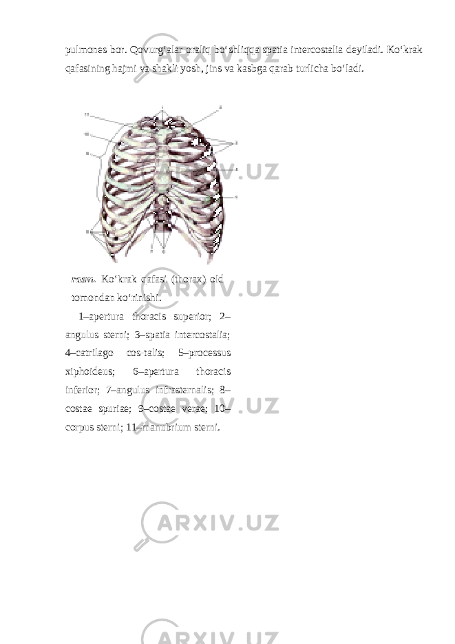 pulmones bor. Qovurg‘alar oraliq bo‘shliqqa spatia intercostalia deyiladi. Ko‘krak qafasining hajmi va shakli yosh, jins va kasbga qarab turlicha bo‘ladi. rasm. Ko‘krak qafasi (thorax) old tomondan ko‘rinishi. 1–apertura thoracis superior; 2– angulus sterni; 3–spatia intercostalia; 4–catrilago cos-talis; 5–processus xiphoideus; 6–apertura thoracis inferior; 7–angulus infrasternalis; 8– costae spuriae; 9–costae verae; 10– corpus sterni; 11–manubrium sterni. 