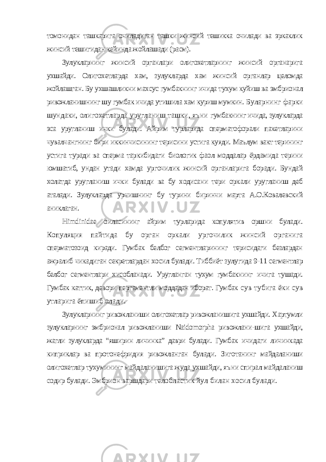 томонидан ташкарига очиладиган ташки жинсий тешикка очилади ва эркаклик жинсий тешигидан кейинда жойлашади (расм). Зулукларнинг жинсий органлари олигохетларнинг жинсий органарига ухшайди. Олигохетларда хам, зулукларда хам жинсий органлар целомда жойлашган. Бу ухшашликни махсус гумбакнинг ичида тухум куйиш ва эмбрионал ривожланишнинг шу гумбак ичида утишила хам куриш мумкин. Буларнинг фарки шундаки, олигохетларда уругланиш ташки, яъни гумбакнинг ичида, зулукларда эса уругланиш ички булади. Айрим турларида сперматофорали пакетларини чувалчангнинг бири иккинчисининг терисини устига куяди. Маълум вакт терининг устига туради ва сперма таркибидаги биологик фаол моддалар ёрдамида терини юмшатиб, ундан утади хамда ургочилик жинсий органларига боради. Бундай холатда уругланиш ички булади ва бу ходисани тери оркали уругланиш деб аталади. Зулукларда урчишнинг бу турини биринчи марта А.О.Ковалевский аниклаган. Himdinidae оиласининг айрим турларида копулятив оршни булади. Копуляция пайтида бу орган оркали ургочилик жинсий органига сперматозоид киради. Гумбак белбог сегментларининг терисидаги безлардан ажралиб чикадиган секретлардан хосил булади. Тиббиёт зулугида 9-11 сегментлар белбог сегментлари хисобланади. Уругланган тухум гумбакнинг ичига тушади. Гумбак каттик, девори пергаментли моддадан иборат. Гумбак сув тубига ёки сув утларига ёпишиб олади. Зулукларнинг ривожланиши олигохетлар ривожланишига ухшайди. Хартумли зулукларнинг эмбрионал ривожланиши Naidomorpha ривожлани- шига ухшайди, жагли зулукларда “яширин личинка” даври булади. Гумбак ичидаги личинкада киприклар ва протонефридия ривожланган булади. Зиготанинг майдаланиши олигохетлар тухумининг майдаланишига жуда ухшайди, яъни спирал майдаланиш содир булади. Эмбрион варшдари телобластик йул билан хосил булади. 