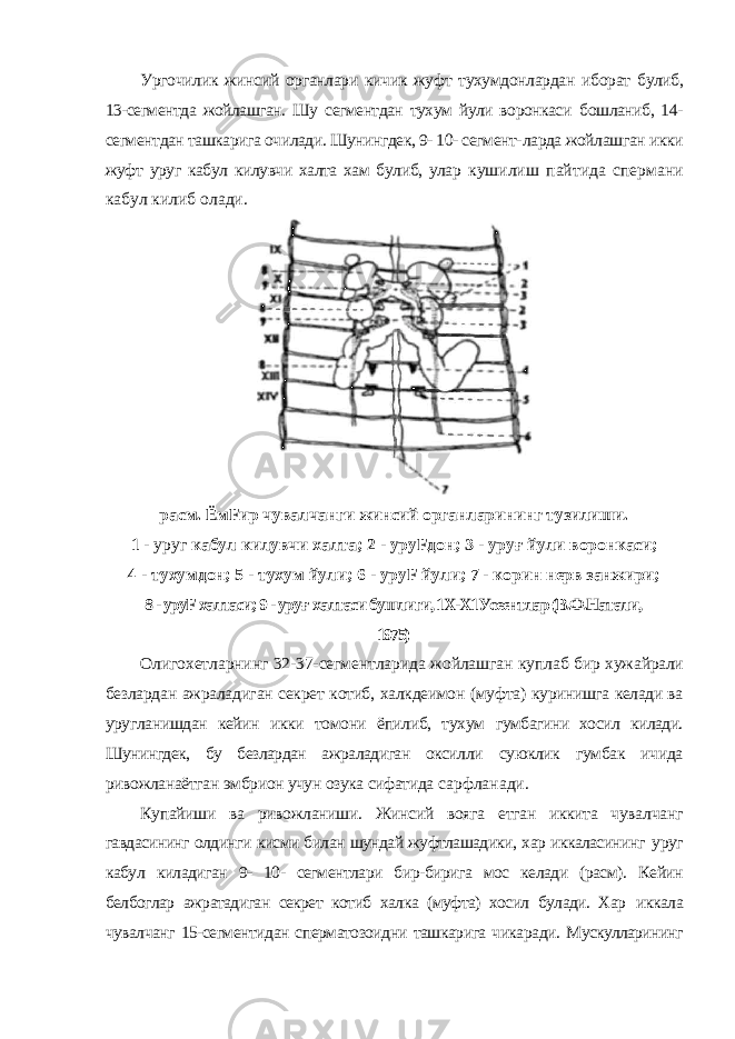 Ургочилик жинсий органлари кичик жуфт тухумдонлардан иборат булиб, 13-сегментда жойлашган. Шу сегментдан тухум йули воронкаси бошланиб, 14- сегментдан ташкарига очилади. Шунингдек, 9- 10- сегмент- ларда жойлашган икки жуфт уруг кабул килувчи халта хам булиб, улар кушилиш пайтида спермани кабул килиб олади. расм. ЁмFир чувалчанги жинсий органларининг тузилиши. 1 - уруг кабул килувчи халта; 2 - уруFдон; 3 - уру ғ йули воронкаси; 4 - тухумдон; 5 - тухум йули; 6 - уруF йули; 7 - корин нерв занжири; 8 - уруF халтаси; 9 - уру ғ халтаси бушлиги, 1Х-Х1Усеентлар (В.Ф.Натали, 1975) Олигохетларнинг 32-37-сегментларида жойлашган куплаб бир хужайрали безлардан ажраладиган секрет котиб, халкдеимон (муфта) куринишга келади ва уругланишдан кейин икки томони ёпилиб, тухум гумбагини хосил килади. Шунингдек, бу безлардан ажраладиган оксилли суюклик гумбак ичида ривожланаётган эмбрион учун озука сифатида сарфланади. Купайиши ва ривожланиши. Жинсий вояга етган иккита чувалчанг гавдасининг олдинги кисми билан шундай жуфтлашадики, хар иккаласининг уруг кабул киладиган 9- 10- сегментлари бир-бирига мос келади (расм). Кейин белбоглар ажратадиган секрет котиб халка (муфта) хосил булади. Хар иккала чувалчанг 15-сегментидан сперматозоидни ташкарига чикаради. Мускулларининг 