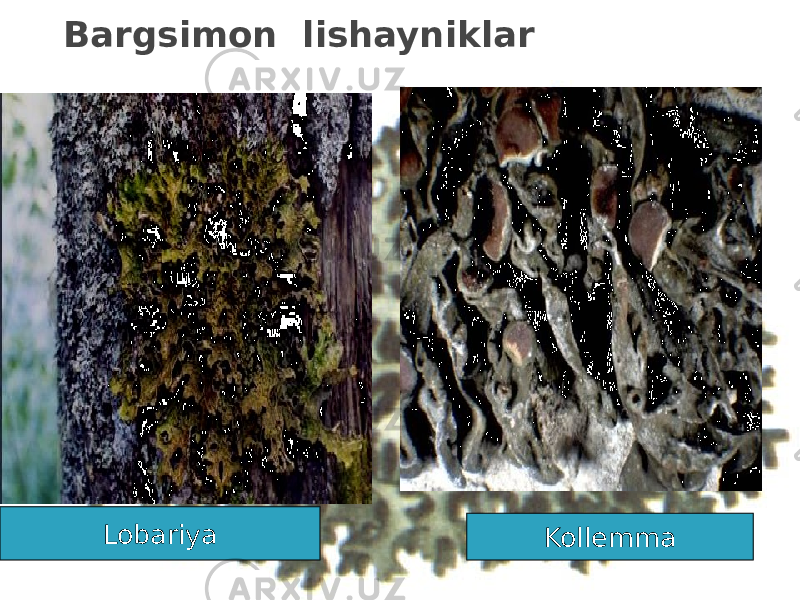 Bargsimon lishayniklar KollemmaLobariya 