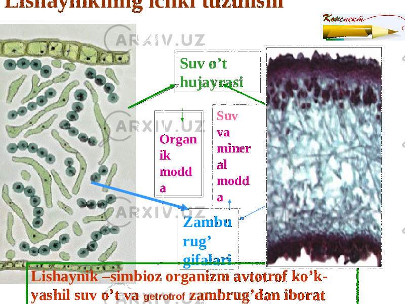 Zambu rug’ gifalariSuv o’t hujayrasi Organ ik modd a Suv va miner al modd aLishaynikning ichki tuzulishi Lishaynik –simbioz organizm avtotrof ko’k- yashil suv o’t va getrotrof zambrug’dan iborat 