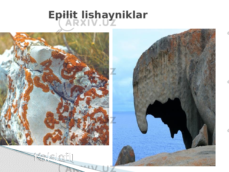 Kalsiofi lEpilit lishayniklar 