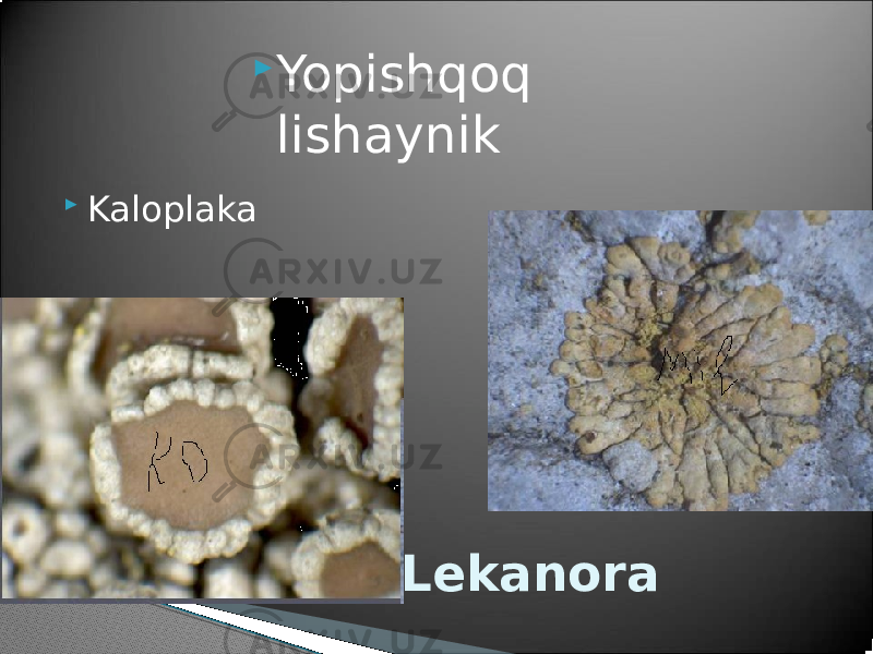  Kaloplaka  Yopishqoq lishaynik Lekanora 