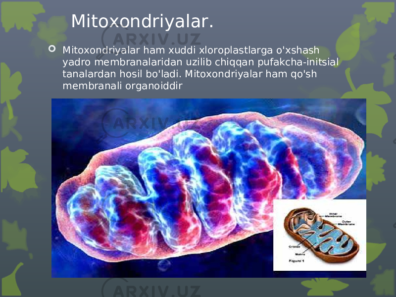 Mitoxondriyalar.  Mitoxondriyalar ham xuddi xloroplastlarga o&#39;xshash yadro membranalaridan uzilib chiqqan pufakcha-initsial tanalardan hosil bo&#39;ladi. Mitoxondriyalar ham qo&#39;sh membranali organoiddir 