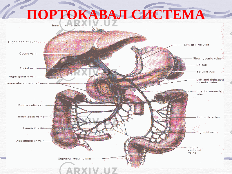 ПОРТОКАВАЛ СИСТЕМА 