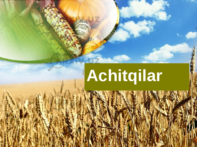 Achitqilar 