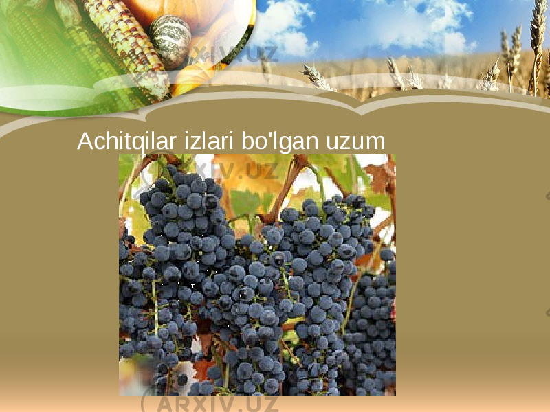 Achitqilar izlari bo&#39;lgan uzum 