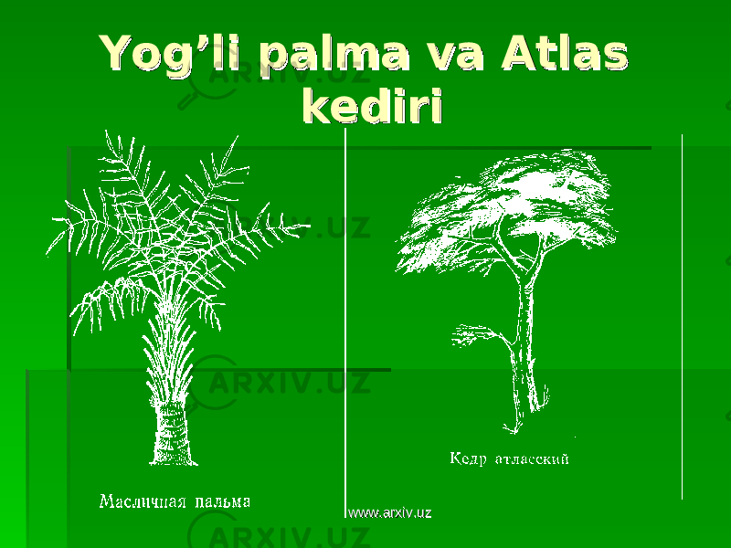 Yog’li palma va Atlas Yog’li palma va Atlas kedirikediri www.arxiv.uzwww.arxiv.uz 