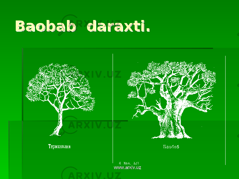Baobab daraxti.Baobab daraxti. www.arxiv.uzwww.arxiv.uz 