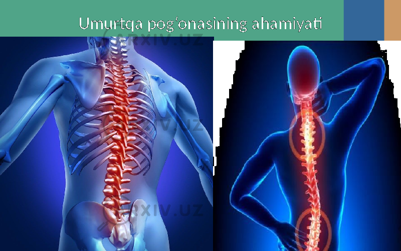 Umurtqa pog‘onasining ahamiyati 