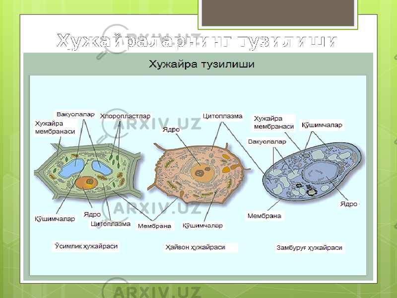 Ҳужайраларнинг тузилиши 