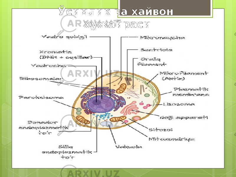 Ўсимлик ва хайвон ҳужайраси 