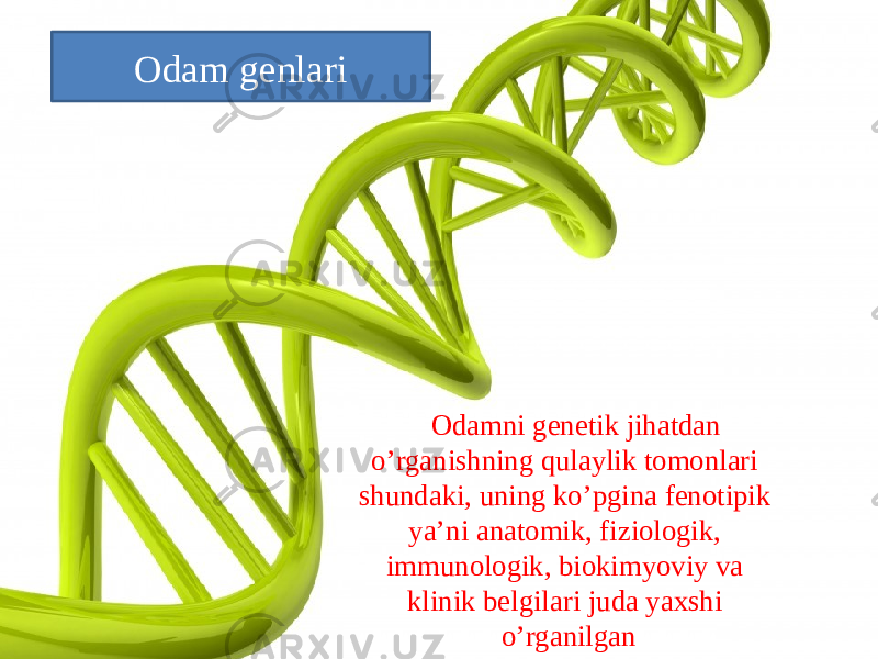 Odamni genetik jihatdan о’rganishning qulaylik tomonlari shundaki, uning kо’pgina fenotipik ya’ni anatomik, fiziologik, immunologik, biokimyoviy va klinik belgilari juda yaxshi о’rganilganOdam genlari 