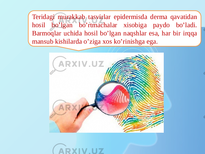 Teridagi murakkab tasvirlar epidermisda derma qavatidan hosil bо’lgan bо’rtmachalar xisobiga paydo bо’ladi. Barmoqlar uchida hosil bо’lgan naqshlar esa, har bir irqqa mansub kishilarda о’ziga xos kо’rinishga ega. 