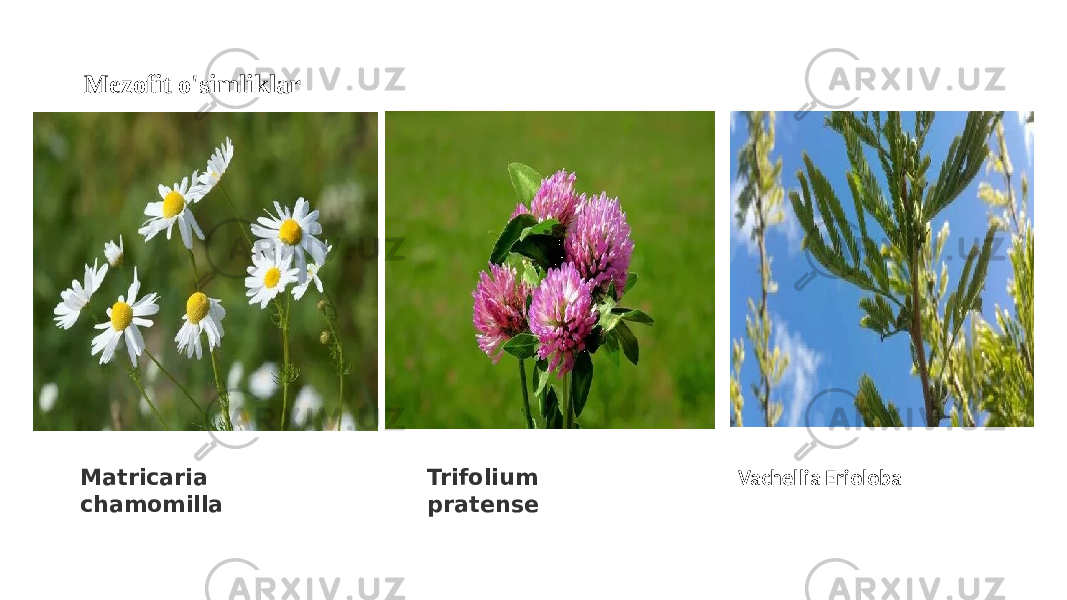 Matricaria chamomilla Trifolium pratense Vachellia EriolobaMezofit o&#39;simliklar 
