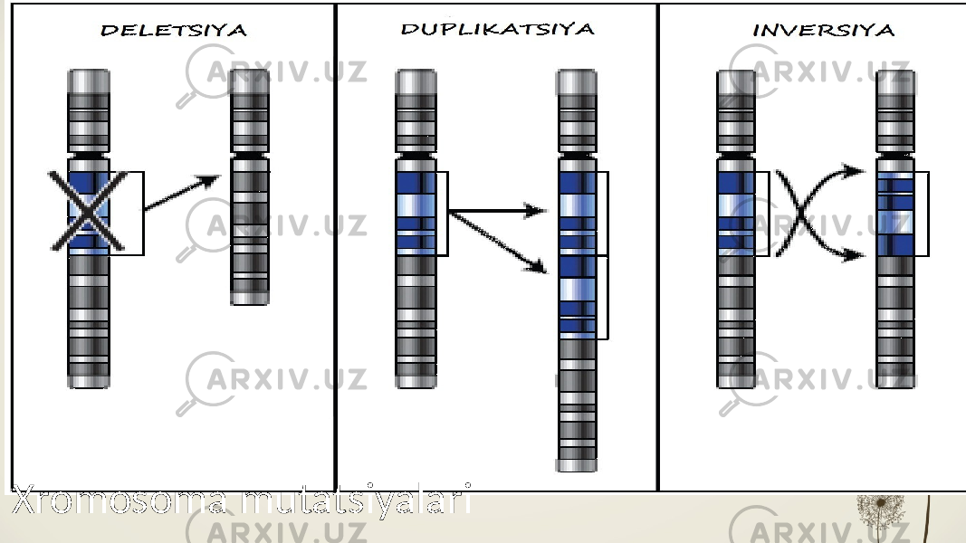 Xromosoma mutatsiyalari 