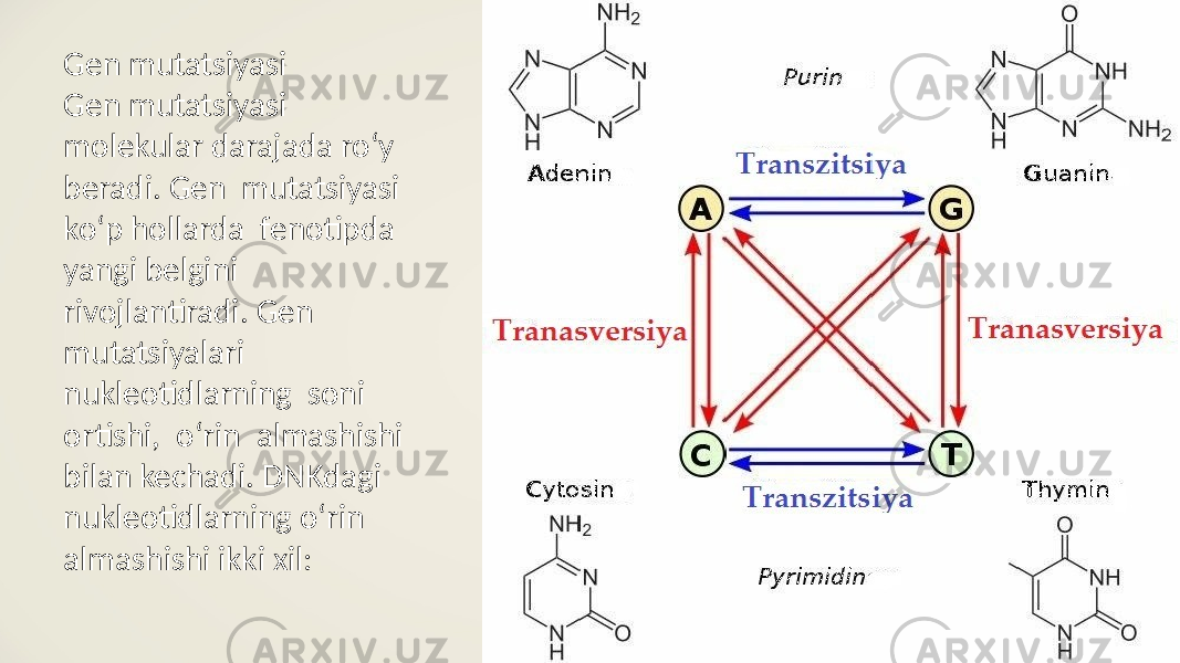 Gen mutatsiyasi Gen mutatsiyasi molekular darajada ro‘y beradi. Gen mutatsiyasi ko‘p hollarda fenotipda yangi belgini rivojlantiradi. Gen mutatsiyalari nukleotidlarning soni ortishi, o‘rin almashishi bilan kechadi. DNKdagi nukleotidlarning o‘rin almashishi ikki xil: 