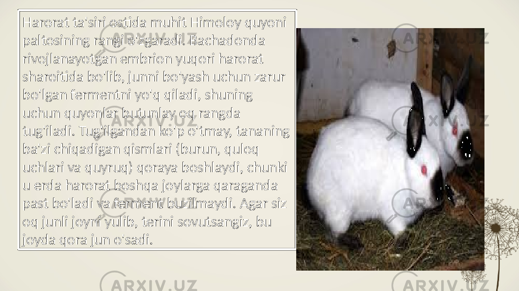 Harorat ta&#39;siri ostida muhit Himoloy quyoni paltosining rangi o&#39;zgaradi. Bachadonda rivojlanayotgan embrion yuqori harorat sharoitida bo&#39;lib, junni bo&#39;yash uchun zarur bo&#39;lgan fermentni yo&#39;q qiladi, shuning uchun quyonlar butunlay oq rangda tug&#39;iladi. Tug&#39;ilgandan ko&#39;p o&#39;tmay, tananing ba&#39;zi chiqadigan qismlari (burun, quloq uchlari va quyruq) qoraya boshlaydi, chunki u erda harorat boshqa joylarga qaraganda past bo&#39;ladi va ferment buzilmaydi. Agar siz oq junli joyni yulib, terini sovutsangiz, bu joyda qora jun o&#39;sadi. 