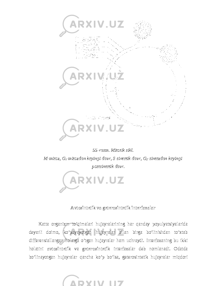  55-rasm. Mitotik sikl. M-mitoz, G 1 -mitozdan keyingi davr, S-sintetik davr, G 2 -sintezdan keyingi postsintetik davr. Avtosintetik va geterosintetik interfazalar Katta organizm to’qimalari hujayralarining har qanday populyatsiyalarida deyarli doimo, ko’payayotgan hujayralar bilan birga bo’linishdan to’xtab differensiallangan holatga o’tgan hujayralar ham uchraydi. Interfazaning bu ikki holatini avtosintetik va geterosintetik interfazalar deb nomlanadi. Odatda bo’linayotgan hujayralar qancha ko’p bo’lsa, geterosintetik hujayralar miqdori 