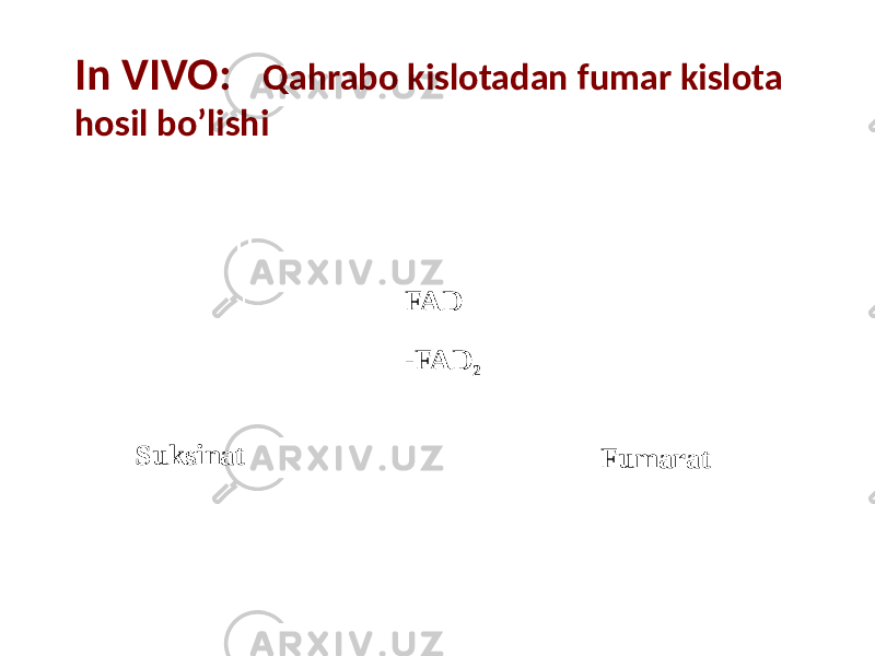 In VIVO: Qahrabo kislotadan fumar kislota hosil bo’lishi Suksinat Fumarat FAD -FAD 2 