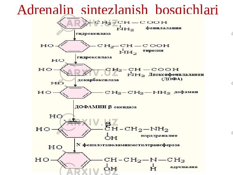 Adrenalin sintezlanish bosqichlari 