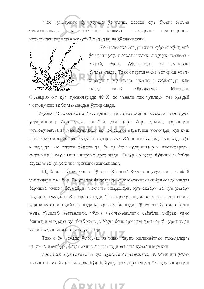  Ток тупларини бу усулда ўстириш, асосан сув билан етарли таъминланмаган ва токнинг кишмиш навларини етиштиришга ихтисослаштирилган жанубий ҳудудларда қўлланилади. Чет мамлакатларда токни сўрига кўтармай ўстириш усули асосан иссиқ ва қуруқ иқлимли - Хитой, Эрон, Афғонистон ва Туркияда қўлланилади. Токни тирговучсиз ўстириш усули бирмунча мўътадил иқлимли жойларда ҳам амлда синаб кўрилмоқда. Масалан, Франциянинг кўп туманларида 40-50 см танали ток туплари хеч қандай тирговучсиз ва боғланмасдан ўстирилади. 5-расм. Каллаксимон Ток тупларини ер ток ҳолида шаклли ток тупи ўстиришнинг бир қанча ижобий томонлари бор: қиммат турадиган тирговучларга эҳтиёж бўлмайди ва ток оддий парвариш қилинади; куз-қиш эрта баҳорги даврларда чуқур ариқларга сув қўйиш натижасида тупроқда кўп миқдорда нам запаси тўпланади, бу ер ёзги суғоришларни камайтиради; фотосинтез учун яхши шароит яратилади. Чуқур ариқлар бўлиши сабабли аэрация ва тупроқнинг қизиши яхшиланади. Шу билан бирга токни сўрига кўтармай ўстириш усулининг салбий томонлари ҳам бор. Бу усулда ёз даврида ерга механизация ёрдамида ишлов беришга имкон бермайди. Токнинг новдалари, куртаклари ва тўпгуллари баҳорги совуқдан кўп зарарланади. Ток заракунандалари ва касалликларига қарши курашиш қийинлашади ва мураккаблашади. Тўпгуллар барглар билан жуда тўсилиб кетганлиги, тўлиқ чангланмаслиги сабабли сийрак узум бошлари миқдори кўпайиб кетади. Узум бошлари нам ерга тегиб турганидан чириб кетиш ҳоллари ҳам учрайди. Токни бу усулда ўстириш янгидан барпо қилинаётган токзорларга тавсия этилмайди, фақат яхшиланган тақдирдагина қўллаш мумкин. Токларни горизонтал ва қия сўриларда ўстириш. Бу ўстириш усули «воиш» номи билан маълум бўлиб, бунда ток горизонтал ёки қия ишланган 