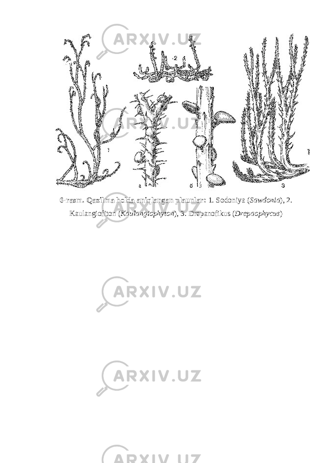 6-rasm. Qazilma holda aniqlangan plaunlar: 1. Sodoniya ( Sawdonia ), 2. Kaulangiofiton ( Kaulangiophyton ), 3. Drepanofikus ( Drepaophycus ) 