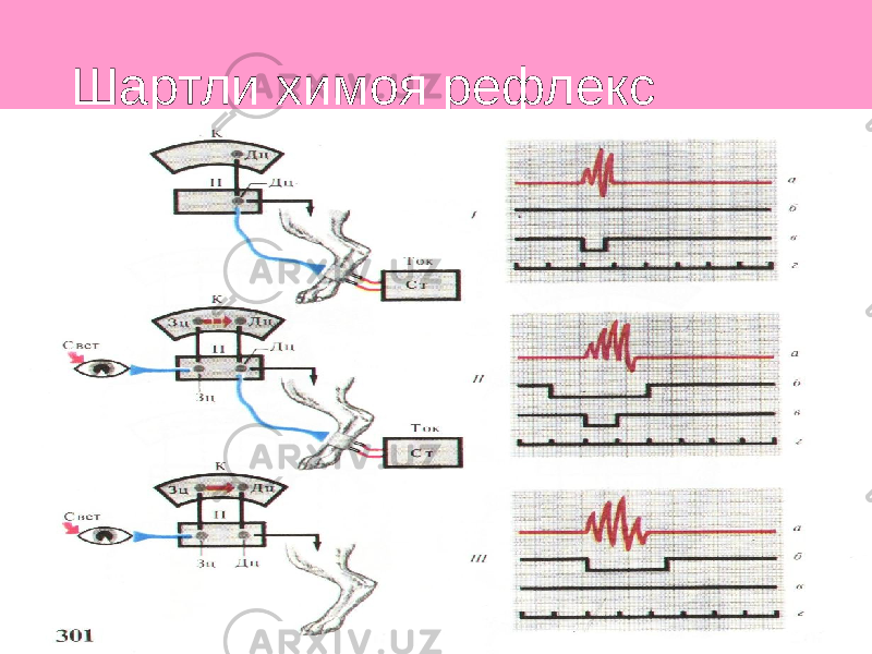 Шартли химоя рефлекс 