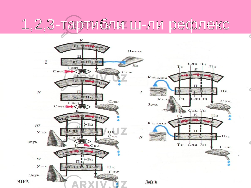 1,2,3-тартибли ш-ли рефлекс 