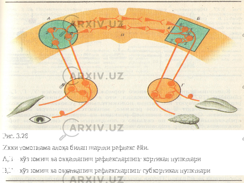 Рис. 3.26 Икки томонлама алоқа билан шартли рефлекс ёйи. А,Б – кўз юмиш ва овқатланиш рефлексларнинг кортикал пунктлари В,Г – кўз юмиш ва овқатланиш рефлексларнинг субкортикал пунктлари 