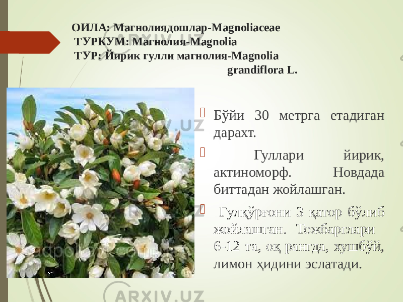 ОИЛА: Магнолиядошлар-Magnoliaceae ТУРКУМ: Магнолия-Magnolia ТУР: Йирик гулли магнолия-Magnolia grandiflora L.  Бўйи 30 метрга етадиган дарахт.  Гуллари йирик, актиноморф. Новдада биттадан жойлашган.  Гулқўрғони 3 қатор бўлиб жойлашган. Тожбарглари 6-12 та, оқ рангда, хушбўй , лимон ҳидини эслатади. 