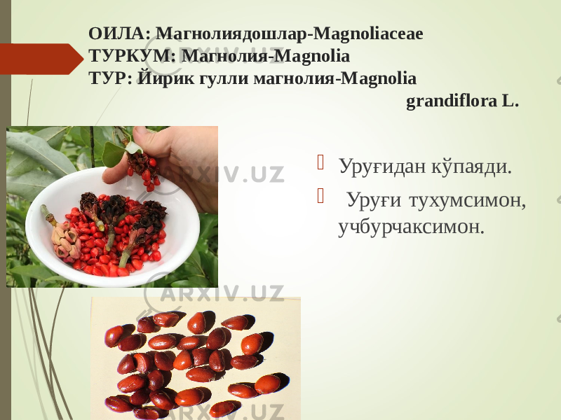  ОИЛА: Магнолиядошлар-Magnoliaceae ТУРКУМ: Магнолия-Magnolia ТУР: Йирик гулли магнолия-Magnolia grandiflora L.  Уруғидан кўпаяди.  Уруғи тухумсимон, учбурчаксимон. 