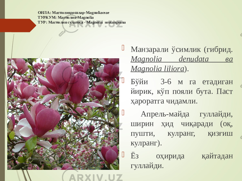  ОИЛА: Магнолиядошлар-Magnoliaceae ТУРКУМ: Магнолия-Magnolia ТУР: Магнолия суланжа - Magnolia soulangeana    Манзарали ўсимлик (гибрид. Magnolia denudata ва Magnolia liliora ).  Бўйи 3-6 м га етадиган йирик, кўп пояли бута. Паст ҳароратга чидамли.  Апрель-майда гуллайди, ширин ҳид чиқаради (оқ, пушти, кулранг, қизғиш кулранг).  Ёз оҳирида қайтадан гуллайди. 