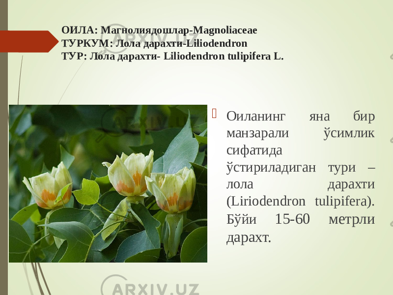 ОИЛА: Магнолиядошлар-Magnoliaceae ТУРКУМ: Лола дарахти-Liliodendron ТУР: Лола дарахти- Liliodendron tulipifera L.  Оиланинг яна бир манзарали ўсимлик сифатида ўстириладиган тури – лола дарахти (Liriodendron tulipifera). Бўйи 15-60 метрли дарахт. 
