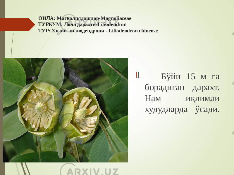 ОИЛА: Магнолиядошлар-Magnoliaceae ТУРКУМ: Лола дарахти-Liliodendron ТУР: Хитой лилиодендрони - Liliodendron chinense  Бўйи 15 м га борадиган дарахт. Нам иқлимли худудларда ўсади. 