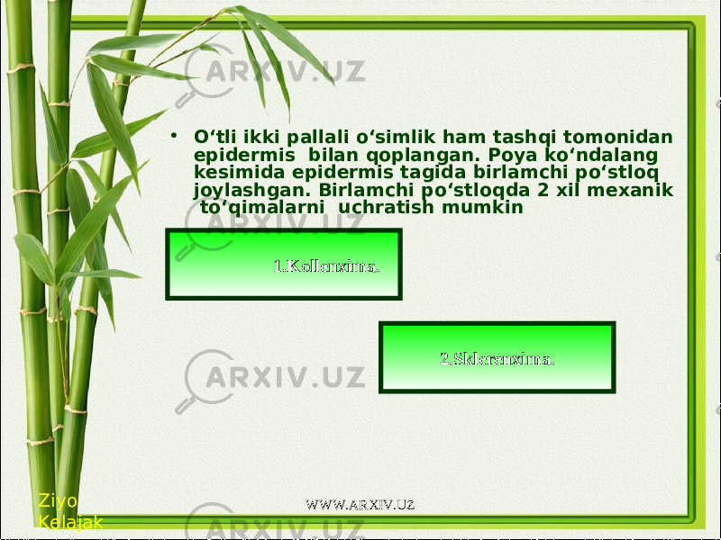 • O‘tli ikki pallali o‘simlik ham tashqi tomonidan epidermis bilan qoplangan. Poya ko‘ndalang kesimida epidermis tagida birlamchi po‘stloq joylashgan. Birlamchi po‘stloqda 2 xil mexanik to‘qimalarni uchratish mumkin   1. Kollenxima . 2. Sklerenxima . Ziyo Kelajak WWW.ARXIV.UZ 