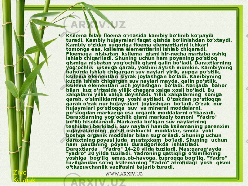 • Ksilema bilan floema o‘rtasida kambiy bo‘linib ko‘payib turadi. Kambiy hujayralari faqat qishda bo‘linishdan to‘xtaydi. Kambiy o‘zidan yuqoriga floema elementlarini ichkari tomonga esa, ksilema elementlarini ishlab chiqaradi. Floemaga nisbatan ksilema qismi bir-necha martaba oshiq ishlab chiqariladi. Shuning uchun ham poyaning po‘stloq qismiga nisbatan yog‘ochlik qismi qalin bo‘ladi. Daraxtlarning yog‘ochlik qismiga qarab, yoshini aytish mumkin. Kambiyning bahorda ishlab chiqargan suv naylari yirik, yupqa po‘stlik, ksilema elementlari siyrak joylashgan bo‘ladi. Kambiyning kuzda ishlab chiqargan suv naylari mayda, qalin po‘stlik, ksilema elementlari zich joylashgan bo‘ladi. Natijada bahor bilan kuz o‘rtasida yillik chegara xalqa xosil bo‘ladi. Bu xalqalarni yillik xalqa deyishadi. Yillik xalqalarning soniga qarab, o‘simliklarning yoshi aytiladi. O‘zakdan po‘stloqqa qarab o‘zak nur hujayralari joylashgan bo‘ladi. O‘zak nur hujayralari po‘stloqqa suv va mineral moddalarni, po‘sloqdan markazga esa organik moddalarni o‘tkazadi. Daraxtlarning yog‘ochlik qismi markaziy tomoni  &#34;Yadro&#34;  bo‘lib hisoblanadi. Markazda bo‘lgan suv naylarining teshiklari berkiladi. Suv naylari hamda ksilemaning parenxim xujayralarining po‘sti oshlovchi moddalar, smola yoki boshqa organik moddalar bilan sug‘oriladi. Shuning uchun daraxtning poyasi juda mustaxkam bo‘ladi. Shuning uchun ham paxtaning poyasi duradgorlikda ishlatiladi. Daraxtlarda  &#34;Yadro&#34; 14-20 yilda tuziladi. Mas:qarag‘ayda &#34;yadro&#34; 30 yilda tuziladi. Yadroning qattiqligi o‘simlikning yoshiga bog‘liq emas,ob-havoga, tuproqqa bog‘liq. &#34;Yadro&#34; tuzilgandan so‘ng ksilemaning &#34;Yadro&#34; atrofidagi yosh qismi o‘tkazuvchanlik vazifasini bajarib turadi. Ziyo Kelajak WWW.ARXIV.UZ 