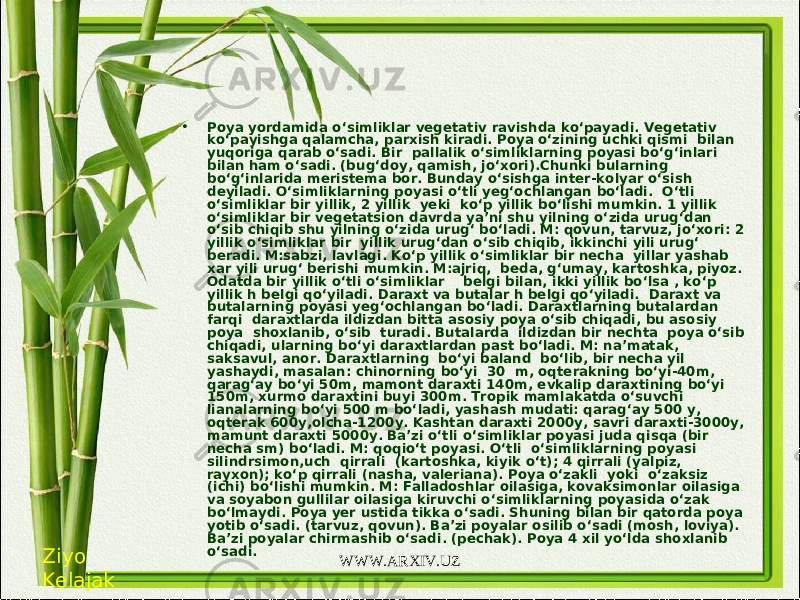 • Poya yordamida o‘simliklar vegetativ ravishda ko‘payadi. Vegetativ ko‘payishga qalamcha, parxish kiradi. Poya o‘zining uchki qismi bilan yuqoriga qarab o‘sadi. Bir pallalik o‘simliklarning poyasi bo‘g‘inlari bilan ham o‘sadi. (bug‘doy, qamish, jo‘xori).Chunki bularning bo‘g‘inlarida meristema bor. Bunday o‘sishga inter-kolyar o‘sish deyiladi. O‘simliklarning poyasi o‘tli yeg‘ochlangan bo‘ladi. O‘tli o‘simliklar bir yillik, 2 yillik yeki ko‘p yillik bo‘lishi mumkin. 1 yillik o‘simliklar bir vegetatsion davrda ya’ni shu yilning o‘zida urug‘dan o‘sib chiqib shu yilning o‘zida urug‘ bo‘ladi. M: qovun, tarvuz, jo‘xori: 2 yillik o‘simliklar bir yillik urug‘dan o‘sib chiqib, ikkinchi yili urug‘ beradi. M:sabzi, lavlagi. Ko‘p yillik o‘simliklar bir necha yillar yashab xar yili urug‘ berishi mumkin. M:ajriq, beda, g‘umay, kartoshka, piyoz. Odatda bir yillik o‘tli o‘simliklar belgi bilan, ikki yillik bo‘lsa , ko‘p yillik h belgi qo‘yiladi. Daraxt va butalar h belgi qo‘yiladi. Daraxt va butalarning poyasi yeg‘ochlangan bo‘ladi. Daraxtlarning butalardan farqi daraxtlarda ildizdan bitta asosiy poya o‘sib chiqadi, bu asosiy poya shoxlanib, o‘sib turadi. Butalarda ildizdan bir nechta poya o‘sib chiqadi, ularning bo‘yi daraxtlardan past bo‘ladi. M: na’matak, saksavul, anor. Daraxtlarning bo‘yi baland bo‘lib, bir necha yil yashaydi, masalan: chinorning bo‘yi 30 m, oqterakning bo‘yi-40m, qarag‘ay bo‘yi 50m, mamont daraxti 140m, evkalip daraxtining bo‘yi 150m, xurmo daraxtini buyi 300m. Tropik mamlakatda o‘suvchi lianalarning bo‘yi 500 m bo‘ladi, yashash mudati: qarag‘ay 500 y, oqterak 600y,olcha-1200y. Kashtan daraxti 2000y, savri daraxti-3000y, mamunt daraxti 5000y. Ba’zi o‘tli o‘simliklar poyasi juda qisqa (bir necha sm) bo‘ladi. M: qoqio‘t poyasi. O‘tli o‘simliklarning poyasi silindrsimon,uch qirrali (kartoshka, kiyik o‘t); 4 qirrali (yalpiz, rayxon); ko‘p qirrali (nasha, valeriana). Poya o‘zakli yoki o‘zaksiz (ichi) bo‘lishi mumkin. M: Falladoshlar oilasiga, kovaksimonlar oilasiga va soyabon gullilar oilasiga kiruvchi o‘simliklarning poyasida o‘zak bo‘lmaydi. Poya yer ustida tikka o‘sadi. Shuning bilan bir qatorda poya yotib o‘sadi. (tarvuz, qovun). Ba’zi poyalar osilib o‘sadi (mosh, loviya). Ba’zi poyalar chirmashib o‘sadi. (pechak). Poya 4 xil yo‘lda shoxlanib o‘sadi. Ziyo Kelajak WWW.ARXIV.UZ 