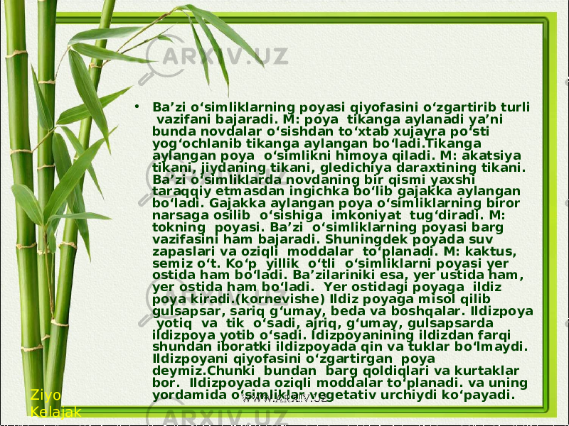 • Ba’zi o‘simliklarning poyasi qiyofasini o‘zgartirib turli vazifani bajaradi. M: poya tikanga aylanadi ya’ni bunda novdalar o‘sishdan to‘xtab xujayra po‘sti yog‘ochlanib tikanga aylangan bo‘ladi.Tikanga aylangan poya o‘simlikni himoya qiladi. M: akatsiya tikani, jiydaning tikani, gledichiya daraxtining tikani. Ba’zi o‘simliklarda novdaning bir qismi yaxshi taraqqiy etmasdan ingichka bo‘lib gajakka aylangan bo‘ladi. Gajakka aylangan poya o‘simliklarning biror narsaga osilib o‘sishiga imkoniyat tug‘diradi. M: tokning poyasi. Ba’zi o‘simliklarning poyasi barg vazifasini ham bajaradi. Shuningdek poyada suv zapaslari va oziqli moddalar to‘planadi. M: kaktus, semiz o‘t. Ko‘p yillik o‘tli o‘simliklarni poyasi yer ostida ham bo‘ladi. Ba’zilariniki esa, yer ustida ham, yer ostida ham bo‘ladi. Yer ostidagi poyaga ildiz poya kiradi.(kornevishe) Ildiz poyaga misol qilib gulsapsar, sariq g‘umay, beda va boshqalar. Ildizpoya yotiq va tik o‘sadi, ajriq, g‘umay, gulsapsarda ildizpoya yotib o‘sadi. Idizpoyanining ildizdan farqi shundan iboratki ildizpoyada qin va tuklar bo‘lmaydi. Ildizpoyani qiyofasini o‘zgartirgan poya deymiz.Chunki bundan barg qoldiqlari va kurtaklar bor. Ildizpoyada oziqli moddalar to‘planadi. va uning yordamida o‘simliklar vegetativ urchiydi ko‘payadi. Ziyo Kelajak WWW.ARXIV.UZ 