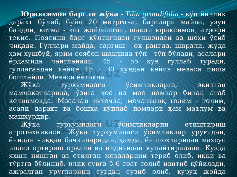 Юраксимон баргли жўка - Tilia grandifolia - кўп йиллик дарахт бўлиб, буйи 20 метргача, барглари майда, узун бандли, кетма - кет жойлашган, шакли юраксимон, атрофи текис. Поясини барг қўлтиғидан гулшонаси ва шохи ўсиб чиқади. Гуллари майда, сарғиш - оқ рангда, ширали, жуда ҳам хушбуй, ярим соябон шаклида тўп - тўп бўлади, асалари ёрдамида чангланади, 45 - 55 кун гуллаб туради, гуллагандан кейин 15 - 30 кундан кейин меваси пиша бошлайди. Меваси ёнгоқча. Жўка туркумидаги ўсимликларга, экилган мамлакатларида, ўзига хос ва мос номлар билан атаб келинмокда. Масалан луточка, мочальниқ толим - толим, асали дарахт ва бошка кўплаб номлари ҳам маълум ва машхурдир. Жўка туркумидаги ўсимликларни етиштириш агротехникаси. Жўка туркумидаги ўсимликлар уруғидан, ёнидан чиққан бачкиларидан, ҳамда, ён шохларидан махсус илдиз ортириш орқали ва илдизидан купайтирилади. Кузда яхши пишган ва етилган меваларини териб олиб, икки ва тўртга бўлиниб, илиқ сувга 5-6 соат солиб ивитиб қўйилади, ажралган уруғларини сувдан сузиб олиб, қуруқ жойда қуритилади. Қуритилган уруғларни эрта бохорда иссиқхоналарда сепиб кўчат хосил қилиб олинади, апрель ойини ўрталарида очиқ майдонларга кўчатларини 4.0x2.5 метр схемада экилади, сугорилади. 