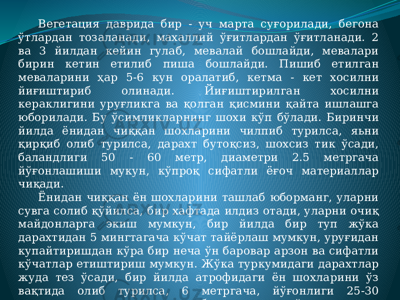 Вегетация даврида бир - уч марта суғорилади, бегона ўтлардан тозаланади, махаллий ўғитлардан ўғитланади. 2 ва 3 йилдан кейин гулаб, мевалай бошлайди, мевалари бирин кетин етилиб пиша бошлайди. Пишиб етилган меваларини ҳар 5-6 кун оралатиб, кетма - кет хосилни йиғиштириб олинади. Йиғиштирилган хосилни кераклигини уруғликга ва қолган қисмини қайта ишлашга юборилади. Бу ўсимликларнинг шохи кўп бўлади. Биринчи йилда ёнидан чиққан шохларини чилпиб турилса, яьни қирқиб олиб турилса, дарахт бутоқсиз, шохсиз тик ўсади, баландлиги 50 - 60 метр, диаметри 2.5 метргача йўғонлашиши мукун, кўпроқ сифатли ёғоч материаллар чиқади. Ёнидан чиққан ён шохларини ташлаб юборманг, уларни сувга солиб қўйилса, бир хафтада илдиз отади, уларни очиқ майдонларга экиш мумкун, бир йилда бир туп жўка дарахтидан 5 мингтагача кўчат тайёрлаш мумкун, уруғидан купайтиришдан кўра бир неча ўн баровар арзон ва сифатли кўчатлар етиштириш мумкун. Жўка туркумидаги дарахтлар жуда тез ўсади, бир йилда атрофидаги ён шохларини ўз вақтида олиб турилса, 6 метргача, йўғонлиги 25-30 сантиметрга етиши мумкун, бу дегани тез ўсадиган тол, терак ва хаттоки павлония дарахтидан тезрок етилади, самарадорлиги жуда юқори хисобланади. 