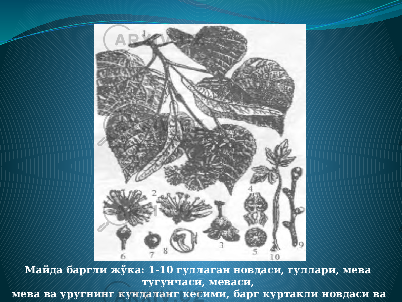 Майда баргли жўка: 1-10 гуллаган новдаси, гуллари, мева тугунчаси, меваси, мева ва уругнинг кундаланг кесими, барг куртакли новдаси ва нихоли. 