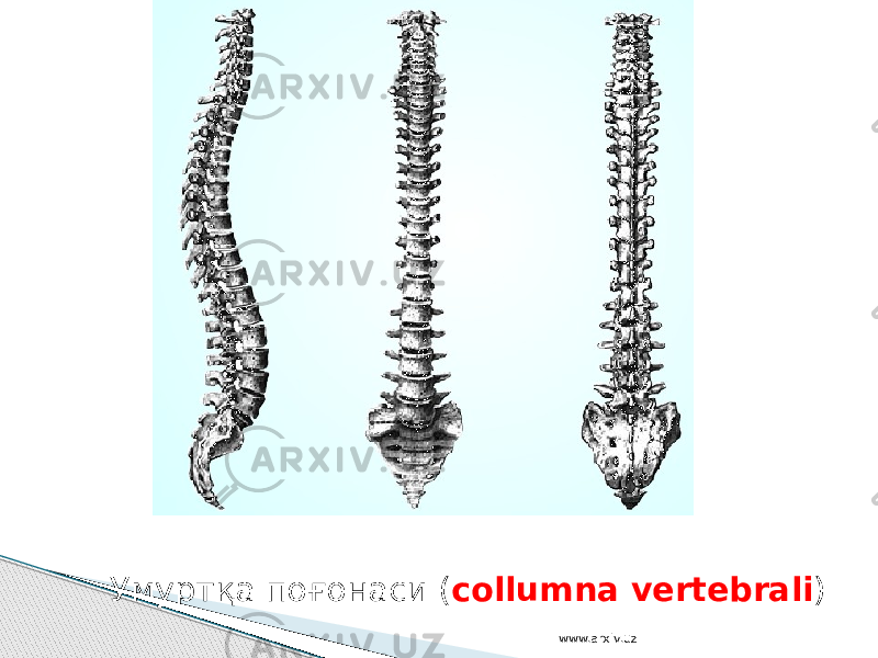 Умуртқа поғонаси ( сollumna vertebrali ) www.arxiv.uz 