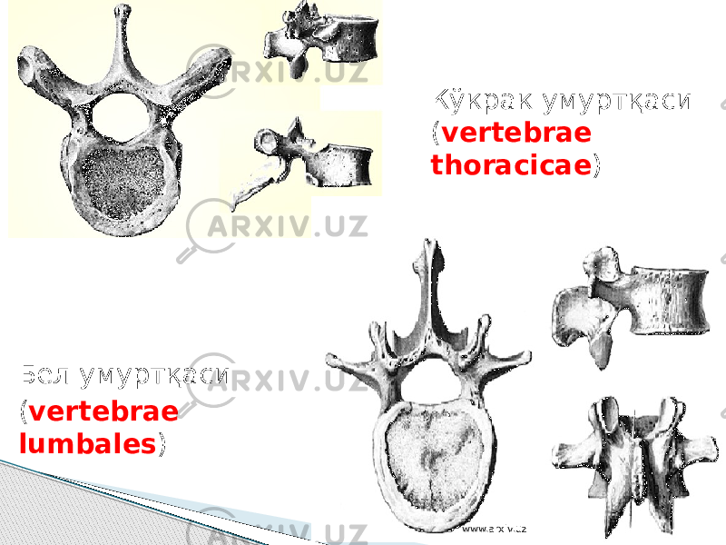 Бел умуртқаси ( vertebrae lumbales ) Кўкрак умуртқаси ( vertebrae thoracicae ) www.arxiv.uz 