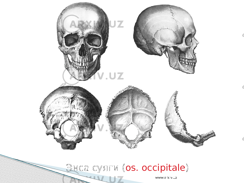 Энса суяги ( os. occipitale ) www.arxiv.uz 