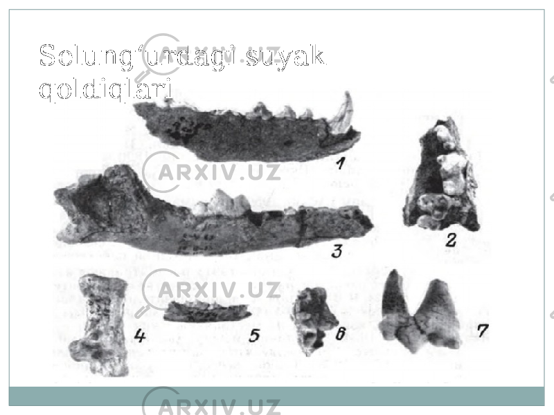 Selungʻurdagi suyak qoldiqlari 