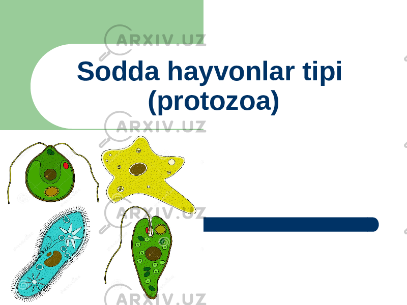 Sodda hayvonlar tipi (protozoa) 