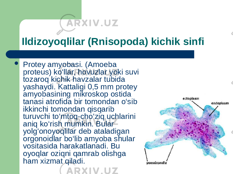 Ildizoyoqlilar (Rnisopoda) kichik sinfi  Protey amyobasi. (Amoeba proteus) kо‘llar, hovuzlar yoki suvi tozaroq kichik havzalar tubida yashaydi. Kattaligi 0,5 mm protey amyobasining mikroskop ostida tanasi atrofida bir tomondan о‘sib ikkinchi tomondan qisqarib turuvchi tо‘mtoq-chо‘ziq uchlarini aniq kо‘rish mumkin. Bular yolg‘onoyoqlilar deb ataladigan orgonoidlar bо‘lib amyoba shular vositasida harakatlanadi. Bu oyoqlar oziqni qamrab olishga ham xizmat qiladi. 